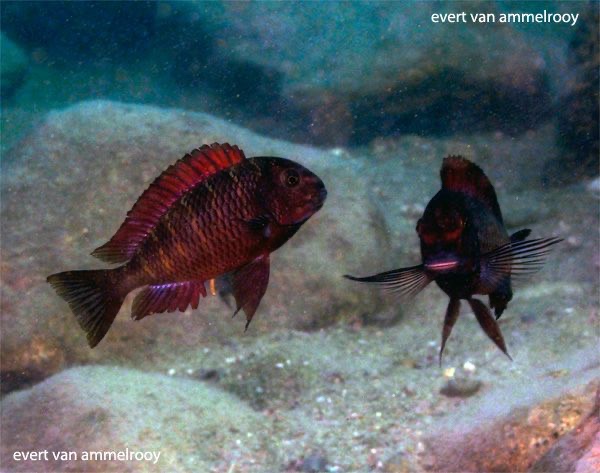 Tropheus sp. 'red' Chibwensolo